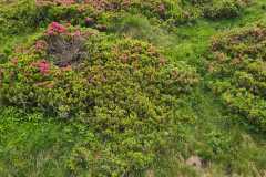 IMG-20250622-WA0043